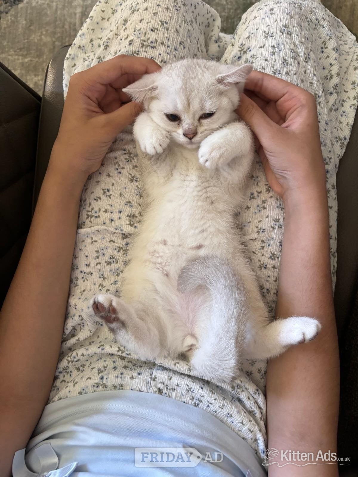 Beautiful BSH White Chinchilla Kitten  ready for new home! - Cats & Kittens