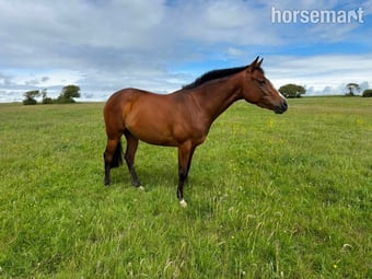 "Millrowes Mountain High " Bay Mare Young Sport Horse