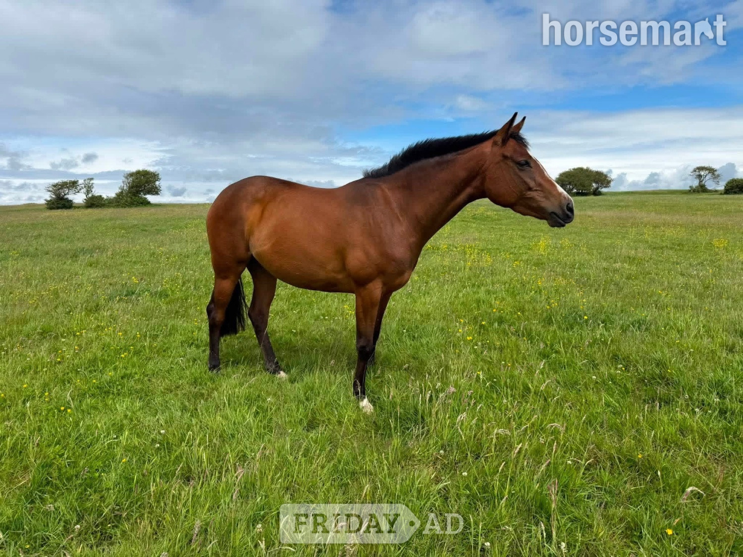 "Millrowes Mountain High " Bay Mare Young Sport Horse in Staining