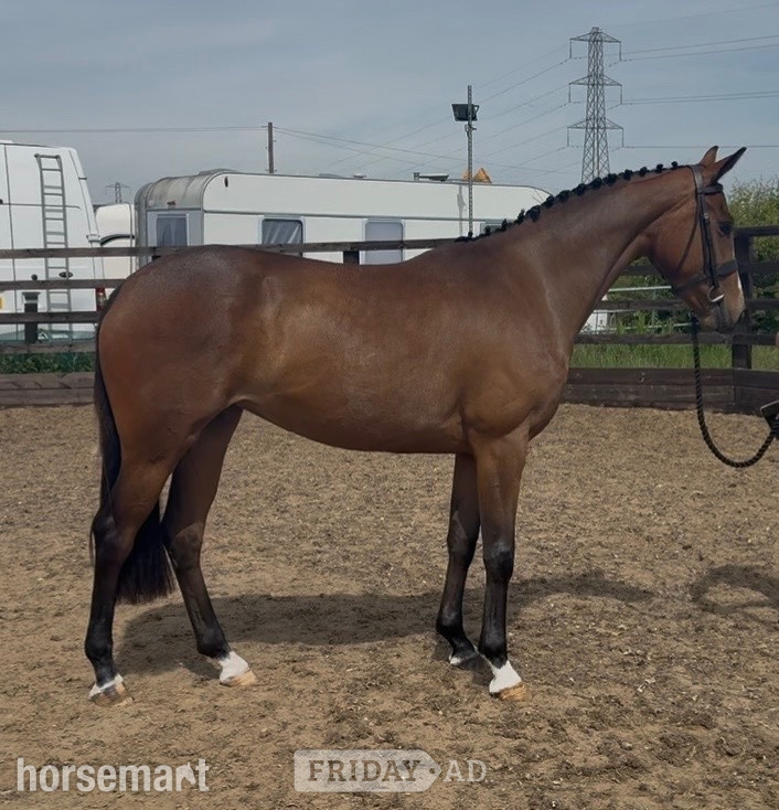 "Millrowes Mountain High " Bay Mare Young Sport Horse