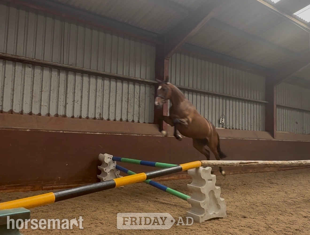 Staining "Millrowes Mountain High " Bay Mare Young Sport Horse