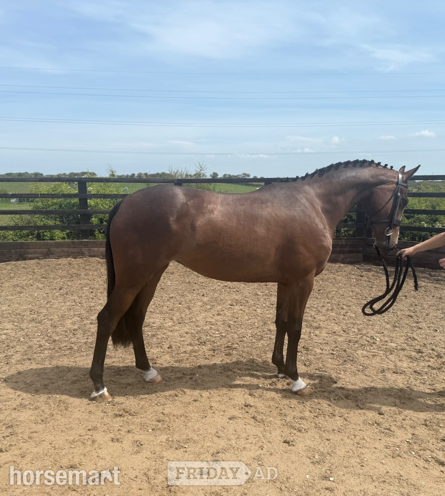 "Millrowes Mountain High " Bay Mare Young Sport Horse - Horses in Staining