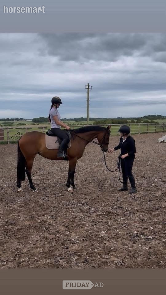 "Millrowes Mountain High " Bay Mare Young Sport Horse - Horses