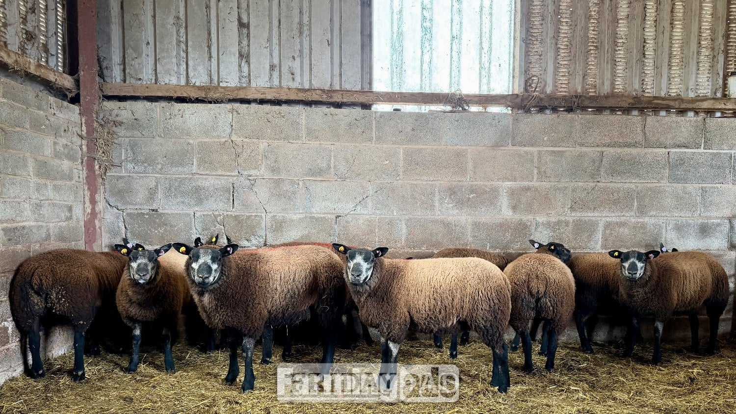 5 blue texel ewe lambs  in Hereford