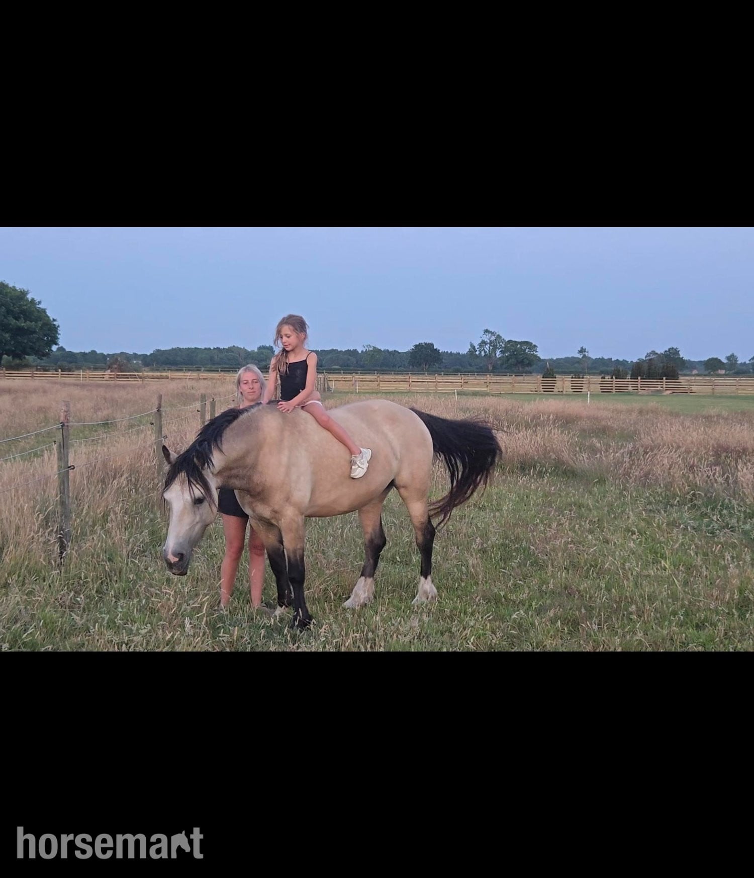 "Baily" Dun Mare All Rounder in York