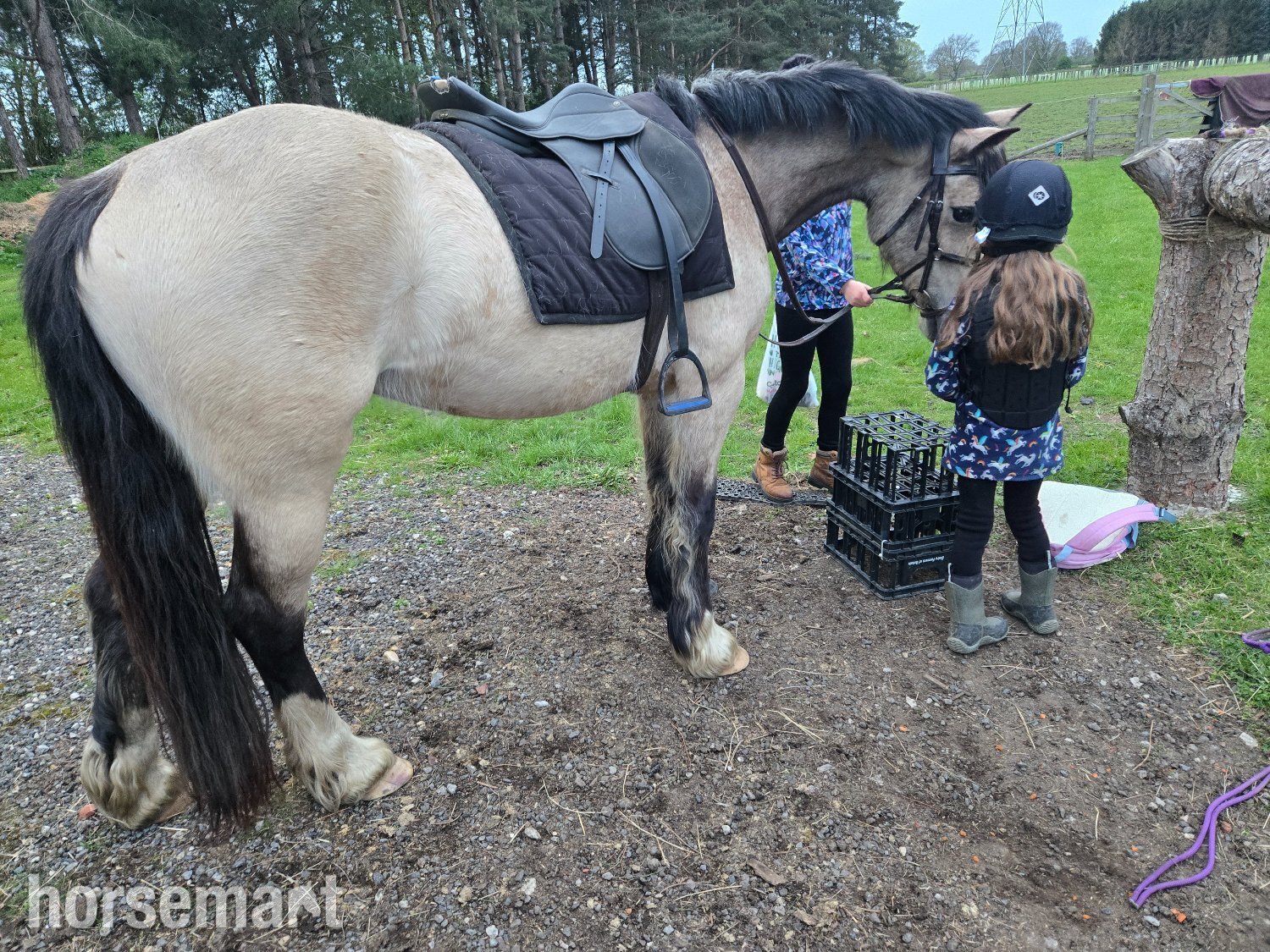 York "Baily" Dun Mare All Rounder