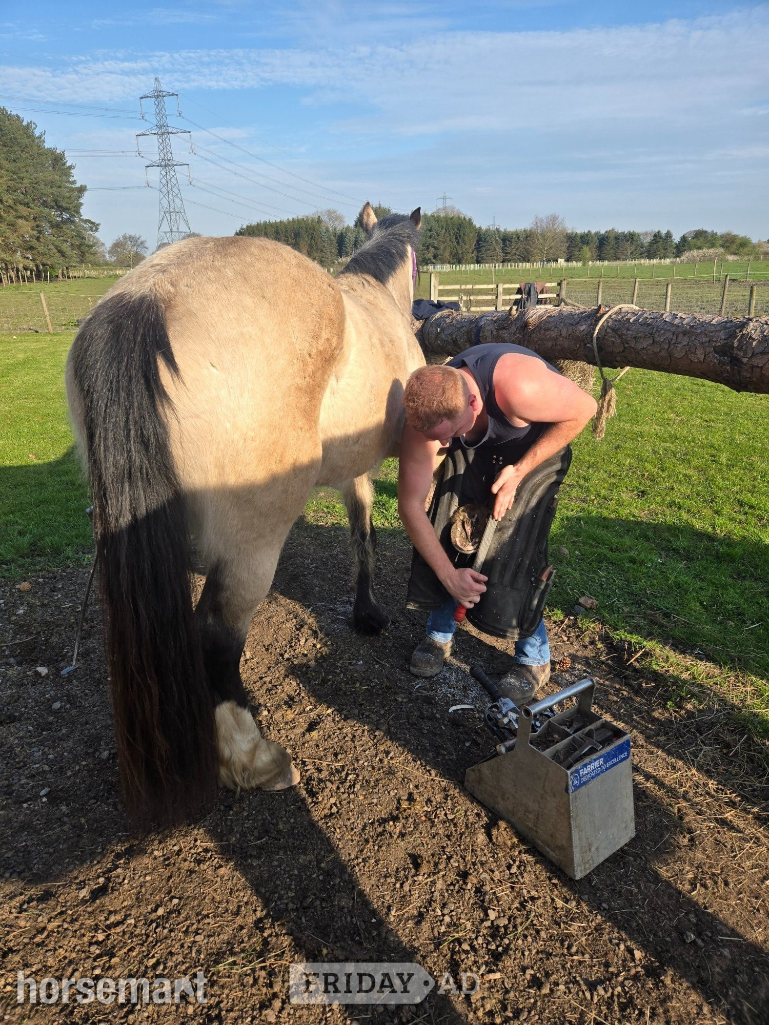 "Baily" Dun Mare All Rounder
