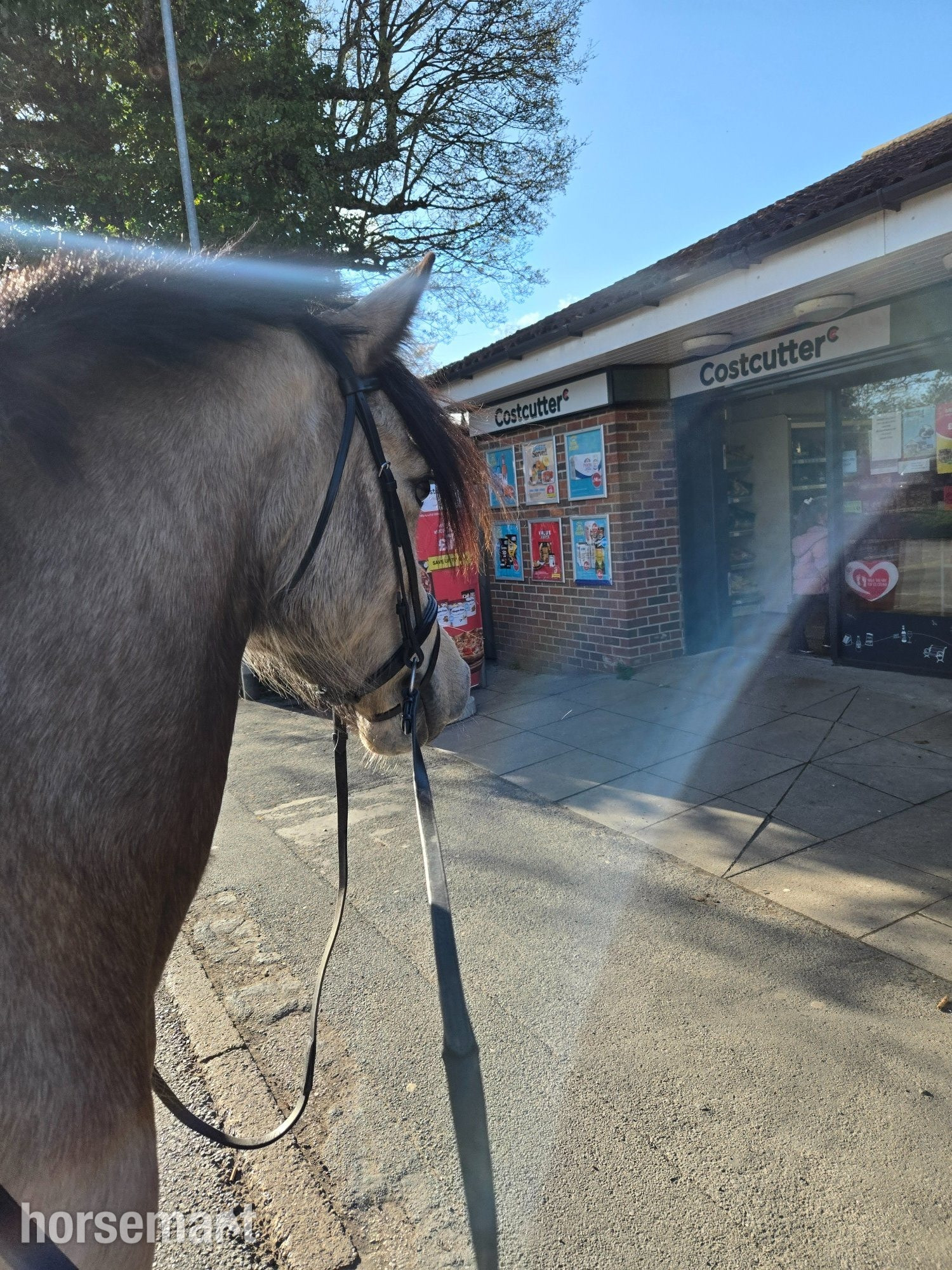 "Baily" Dun Mare All Rounder - Horses in York