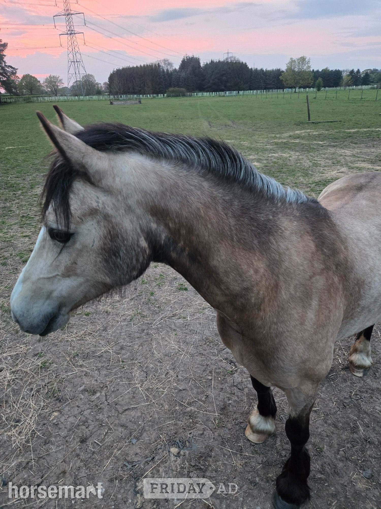 "Baily" Dun Mare All Rounder - Horses