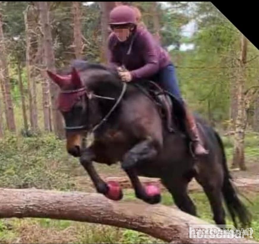 "Teddy" Dark Bay Gelding Happy Hacker in Towcester