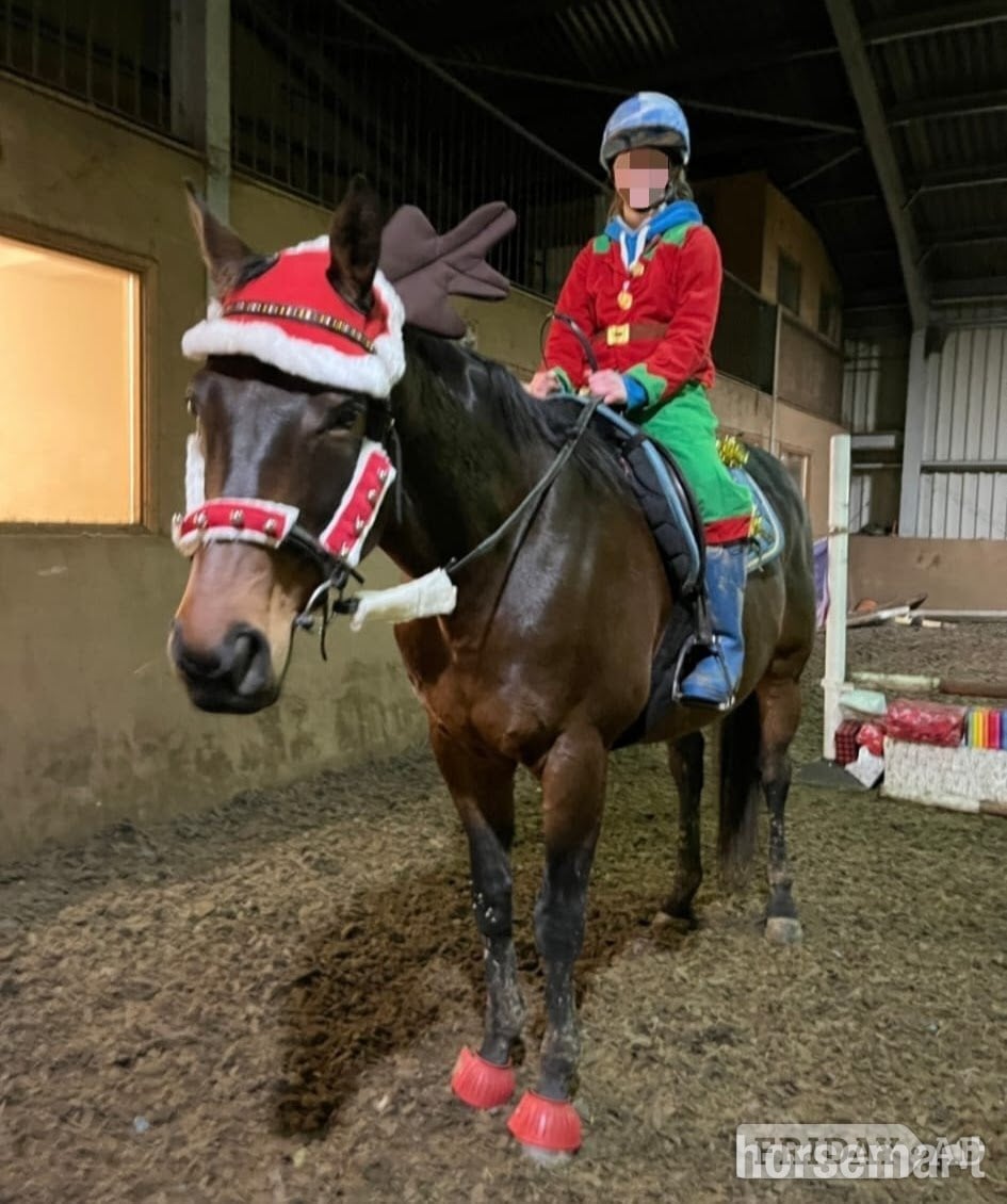 "Teddy" Dark Bay Gelding Happy Hacker - Horses in Towcester