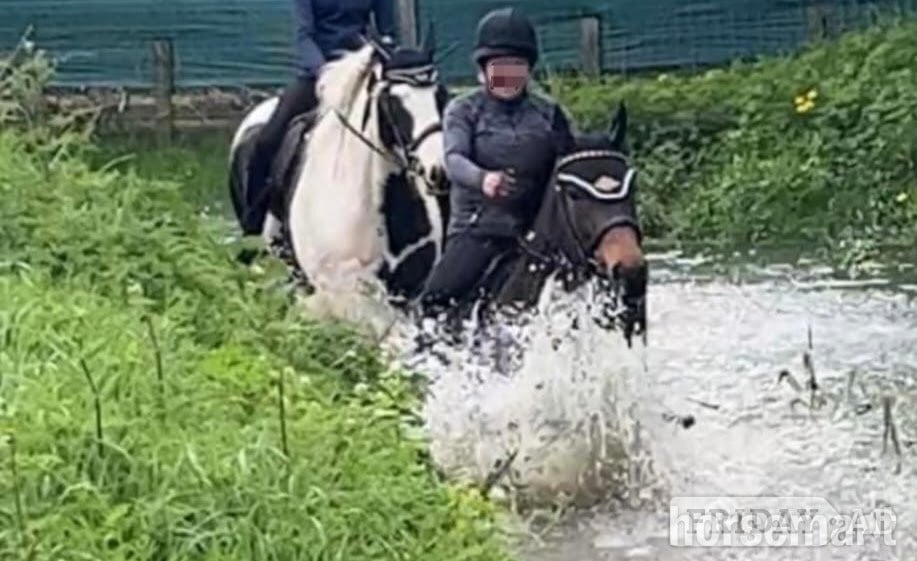 "Teddy" Dark Bay Gelding Ex Racehorse - Horses
