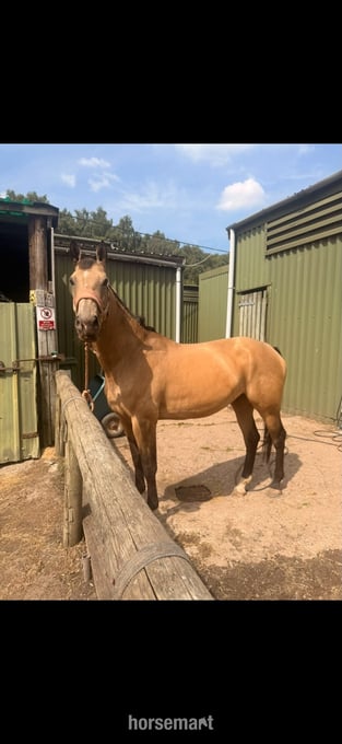 "may" Buckskin Mare Project Horse