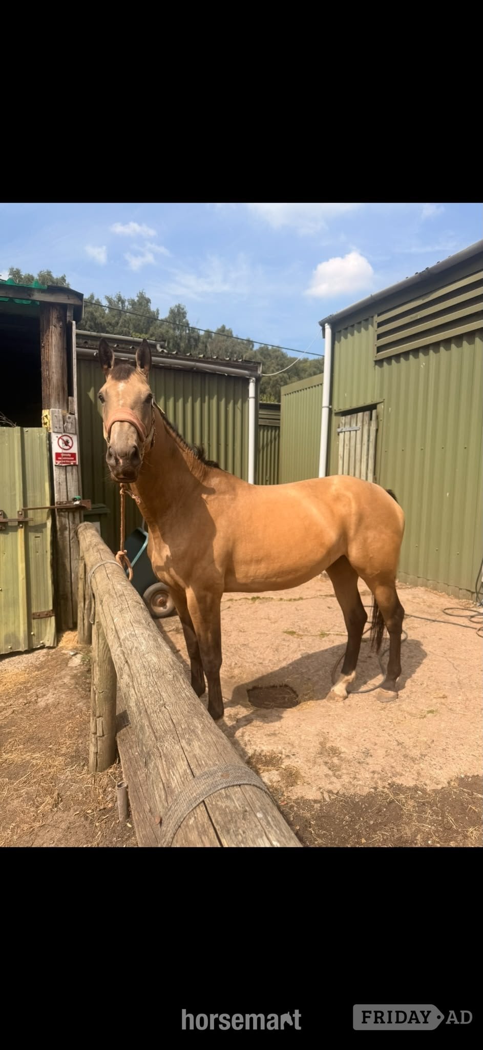 "may" Buckskin Mare Project Horse in Dudley