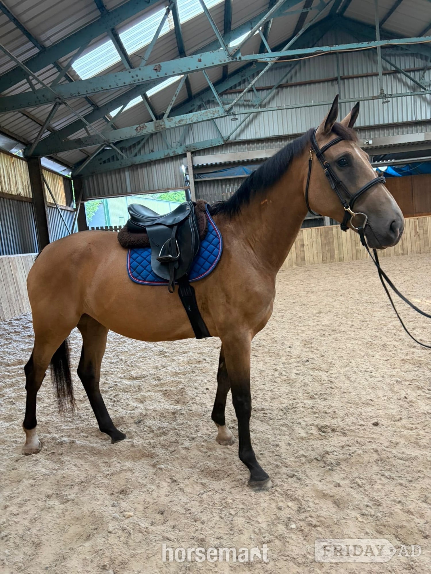 "may" Buckskin Mare Young Sport Horse in Dudley