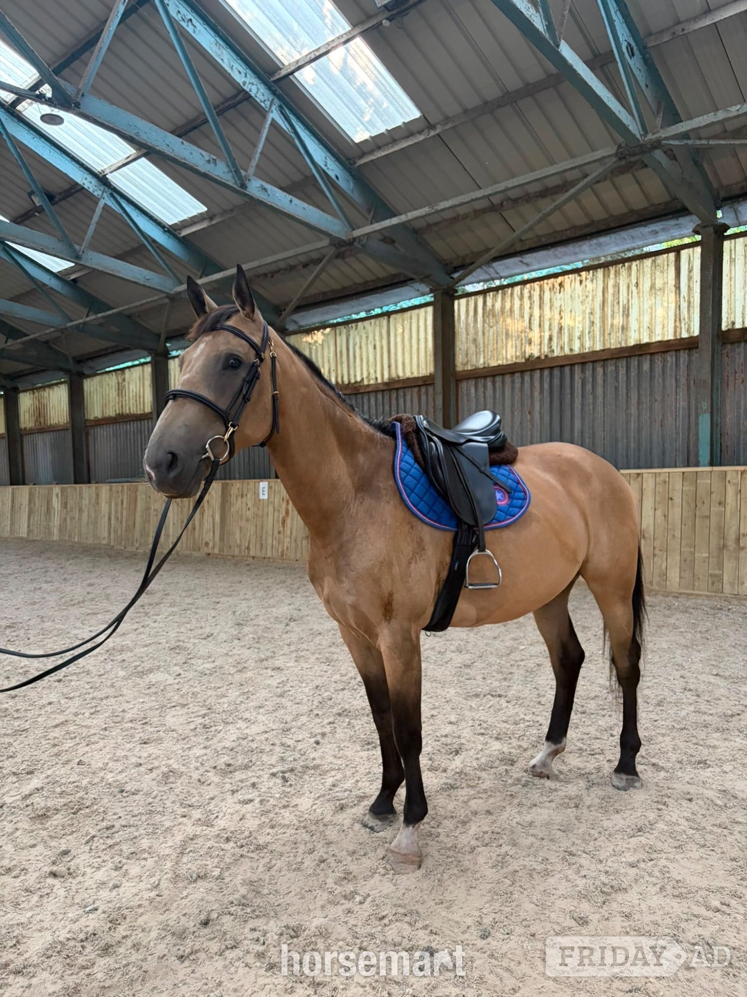 "may" Buckskin Mare Young Sport Horse