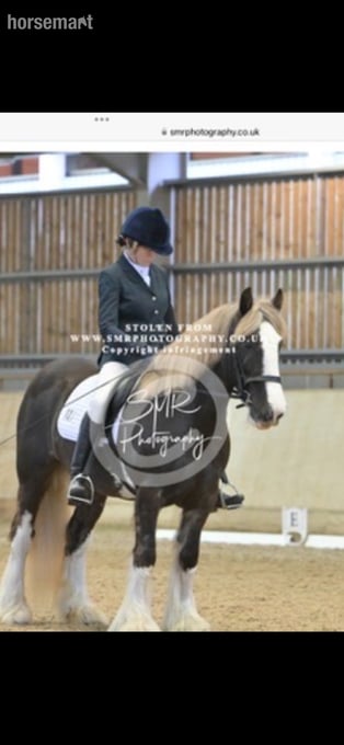Beautiful full up 13 .2 cob mare