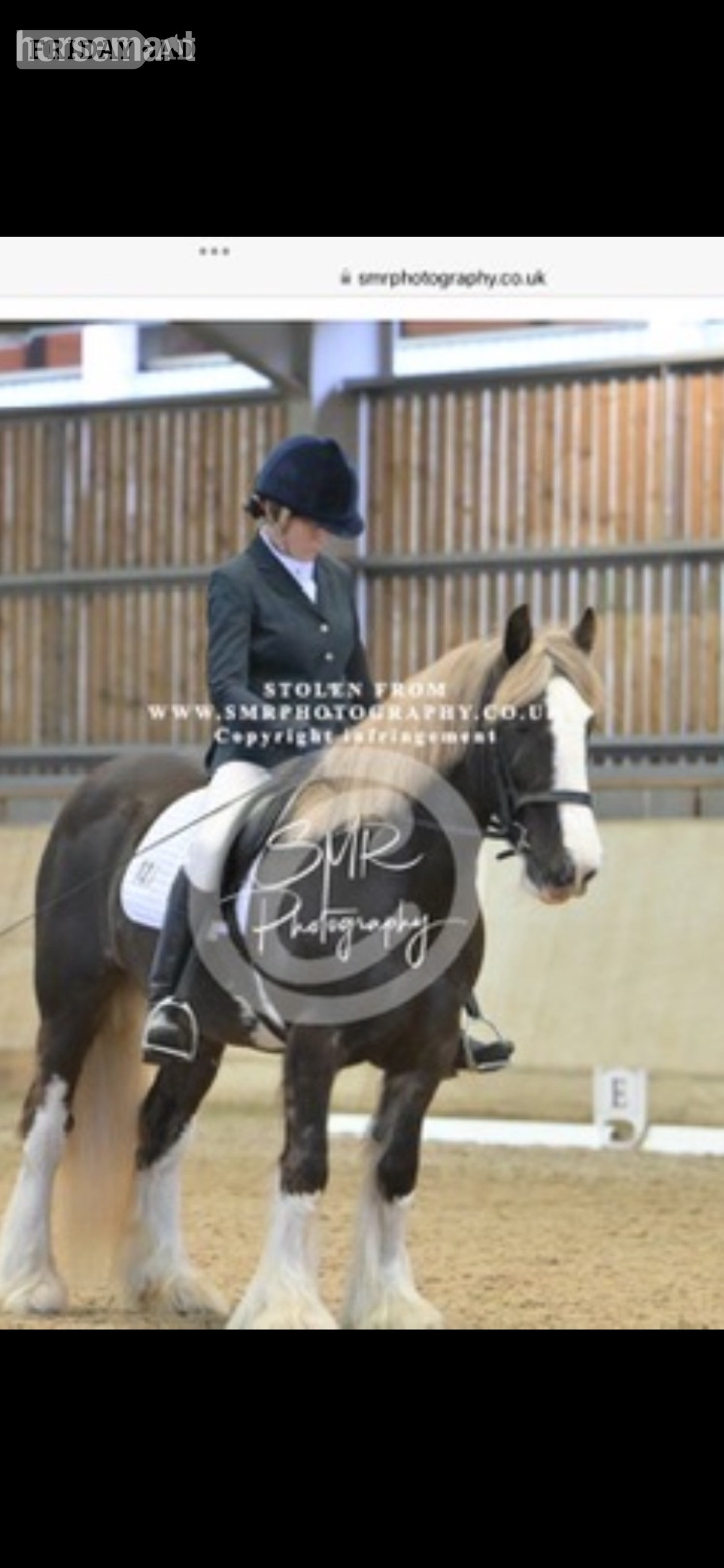 Beautiful full up 13 .2 cob mare in Chelmsford