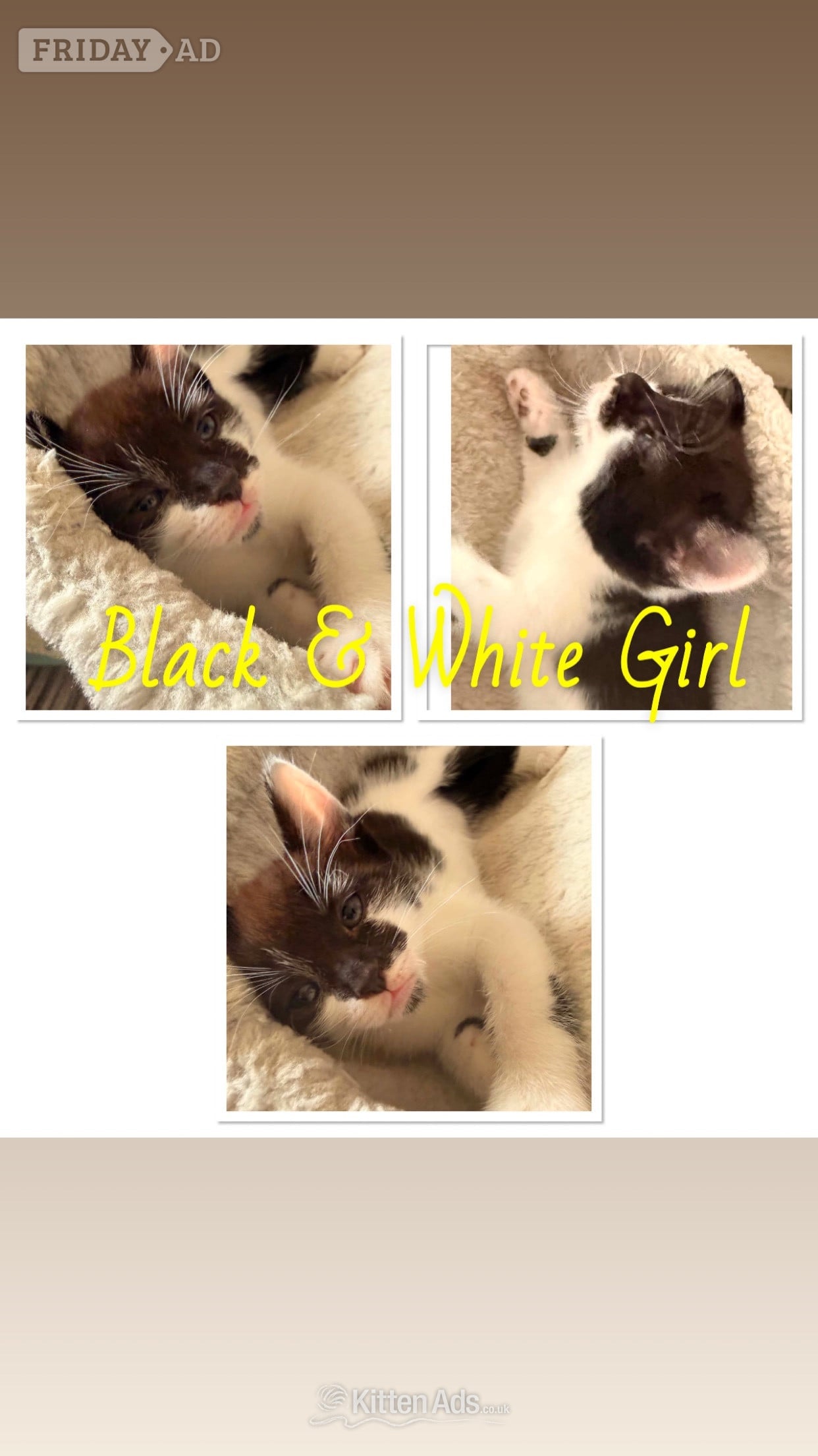 7 Beautiful Kittens in Weston-Super-Mare