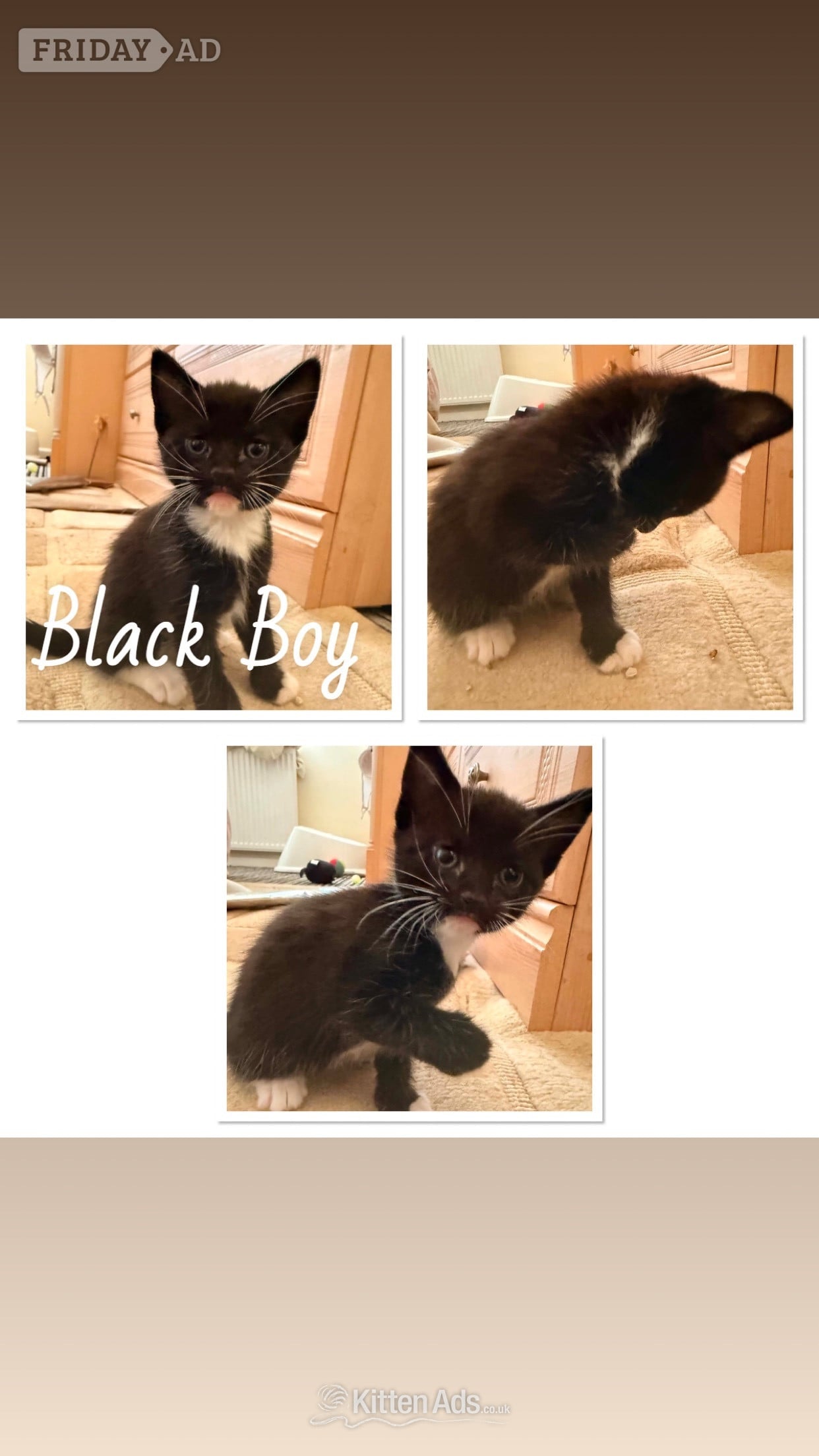 7 Beautiful Kittens - Cats & Kittens in Weston-Super-Mare