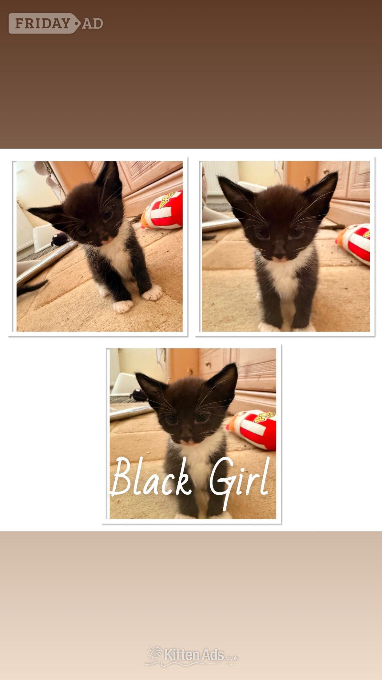 7 Beautiful Kittens - Cats & Kittens