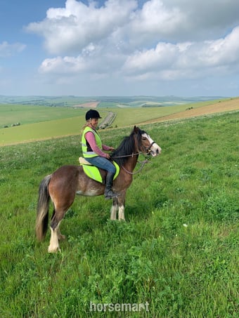 "Hilgarth Special Lady" Bay Roan Mare All Rounder