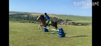 "Hilgarth Special Lady" Bay Roan Mare All Rounder