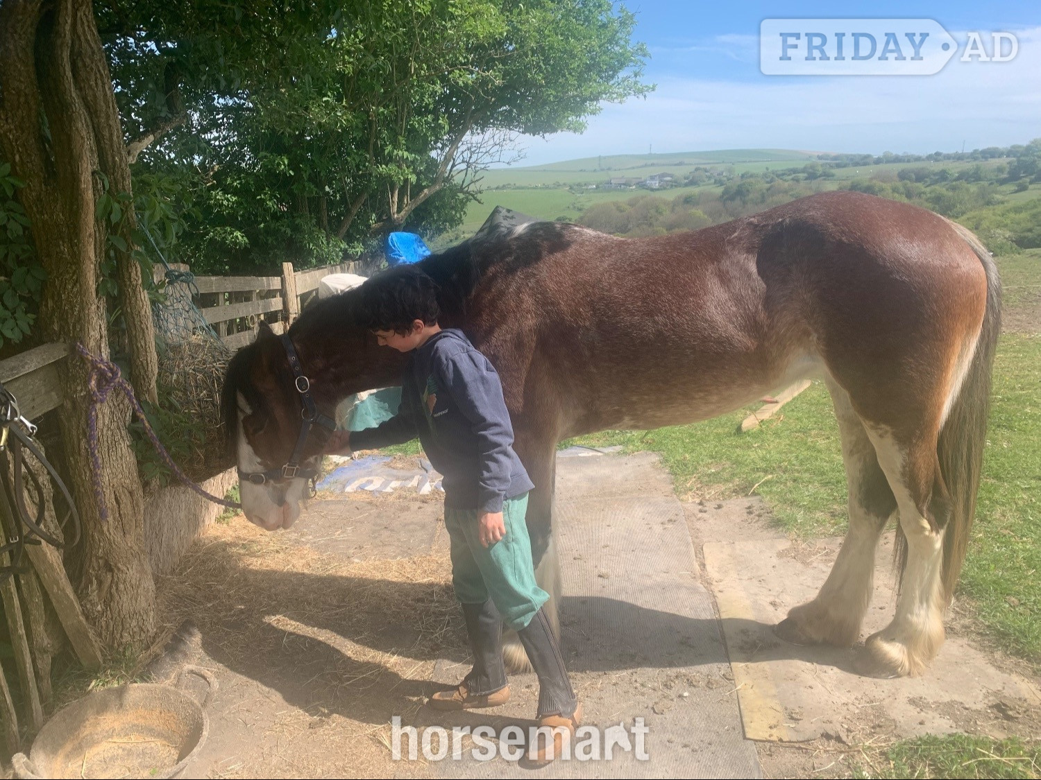 "Hilgarth Special Lady" Bay Roan Mare All Rounder - Horses in Brighton