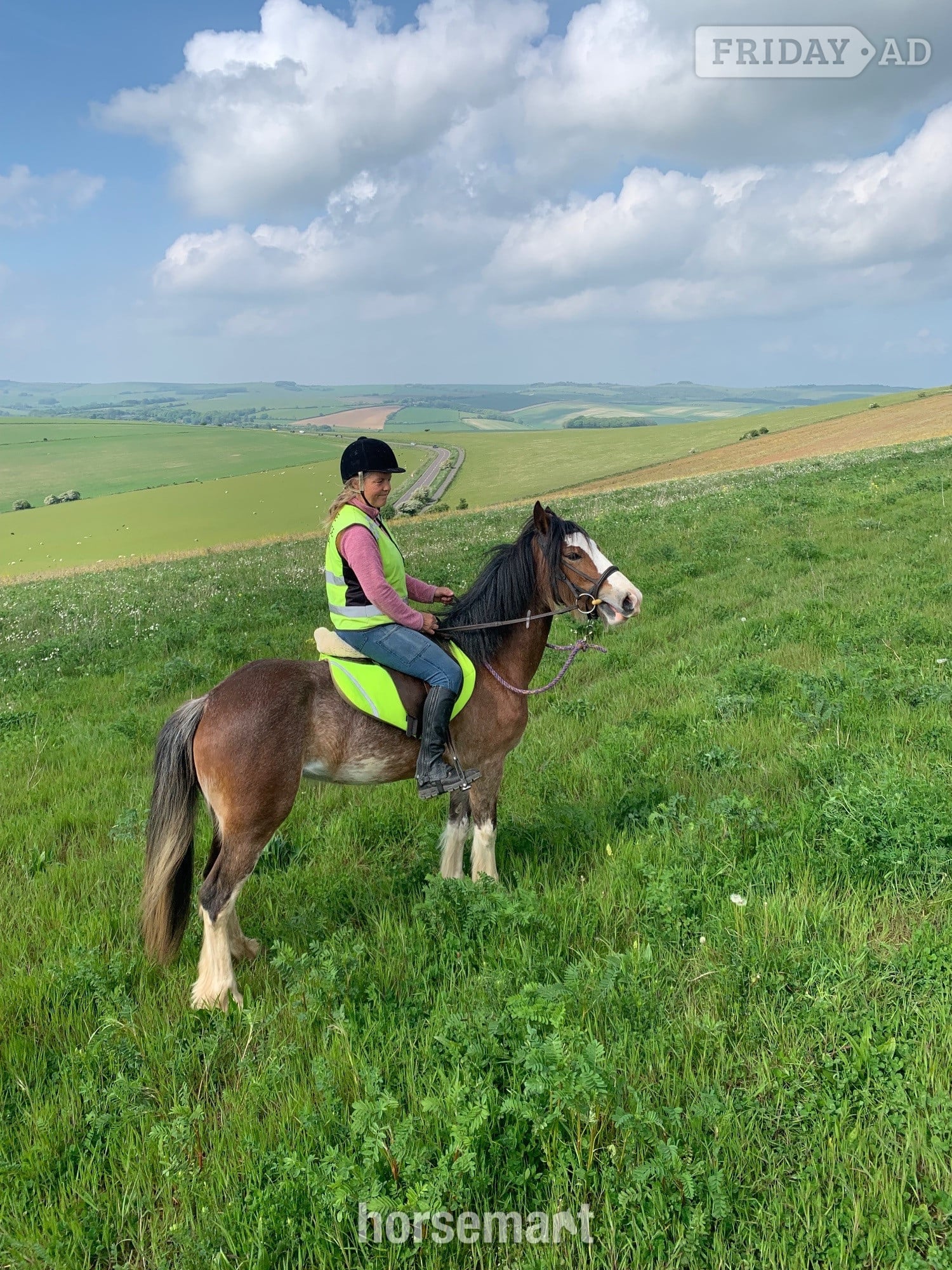 "Hilgarth Special Lady" Bay Roan Mare All Rounder in Brighton