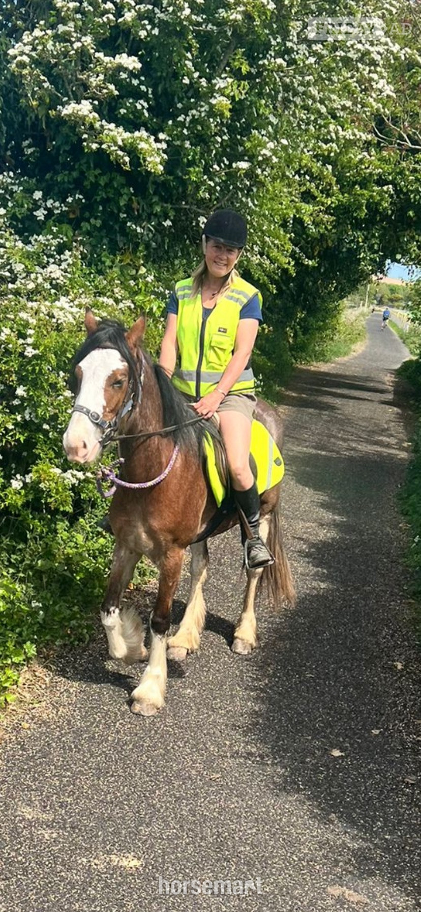"Hilgarth Special Lady" Bay Roan Mare All Rounder - Horses