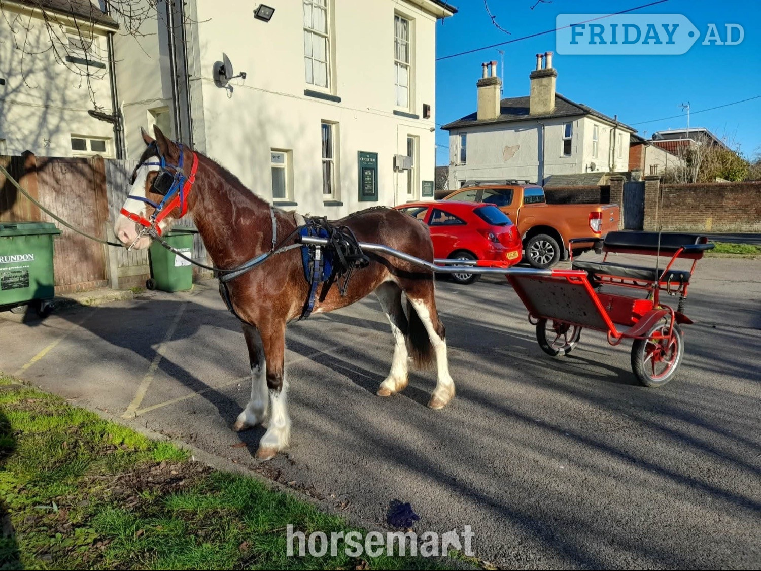 "Hilgarth Special Lady" Bay Roan Mare All Rounder