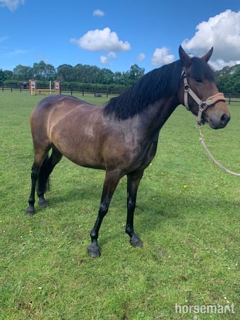 "Elsa" Dark Bay Mare All Rounder