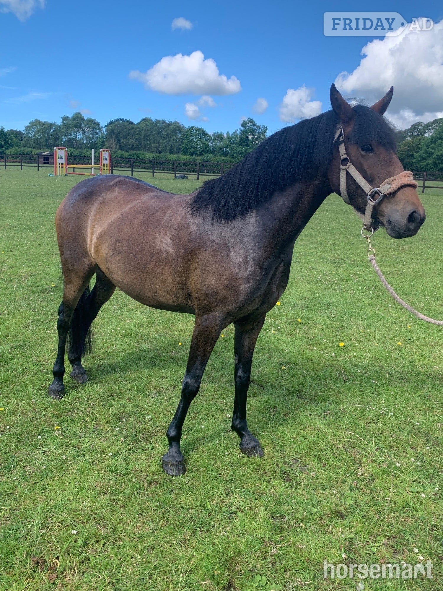 "Elsa" Dark Bay Mare All Rounder in Durham
