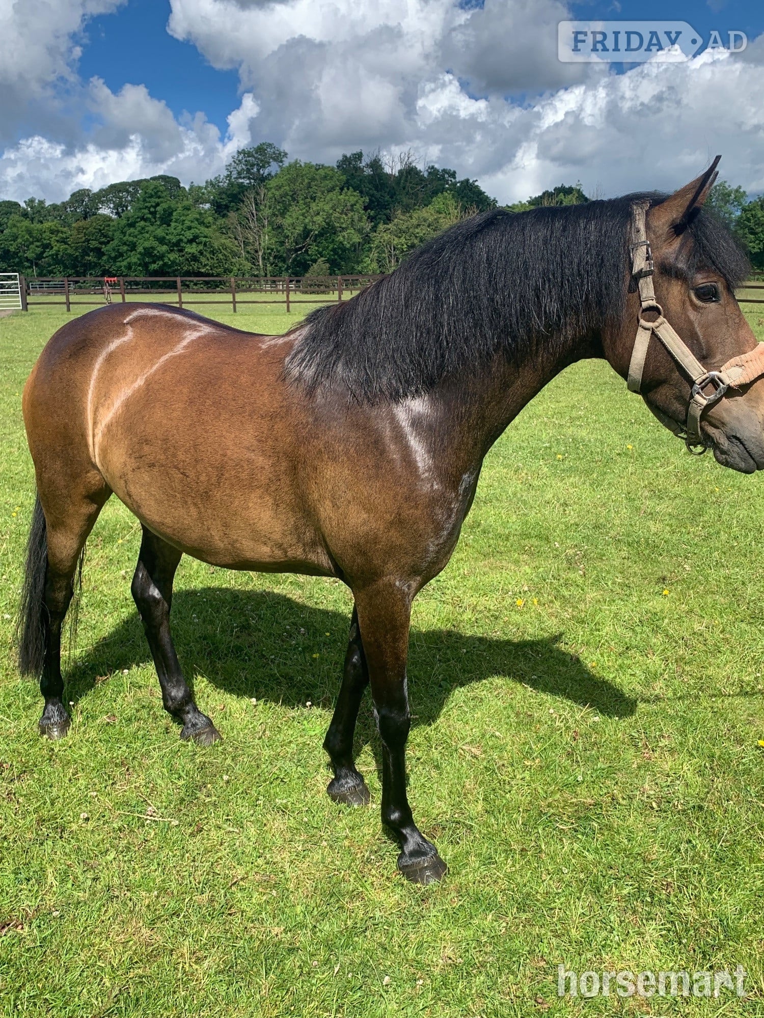 "Elsa" Dark Bay Mare All Rounder