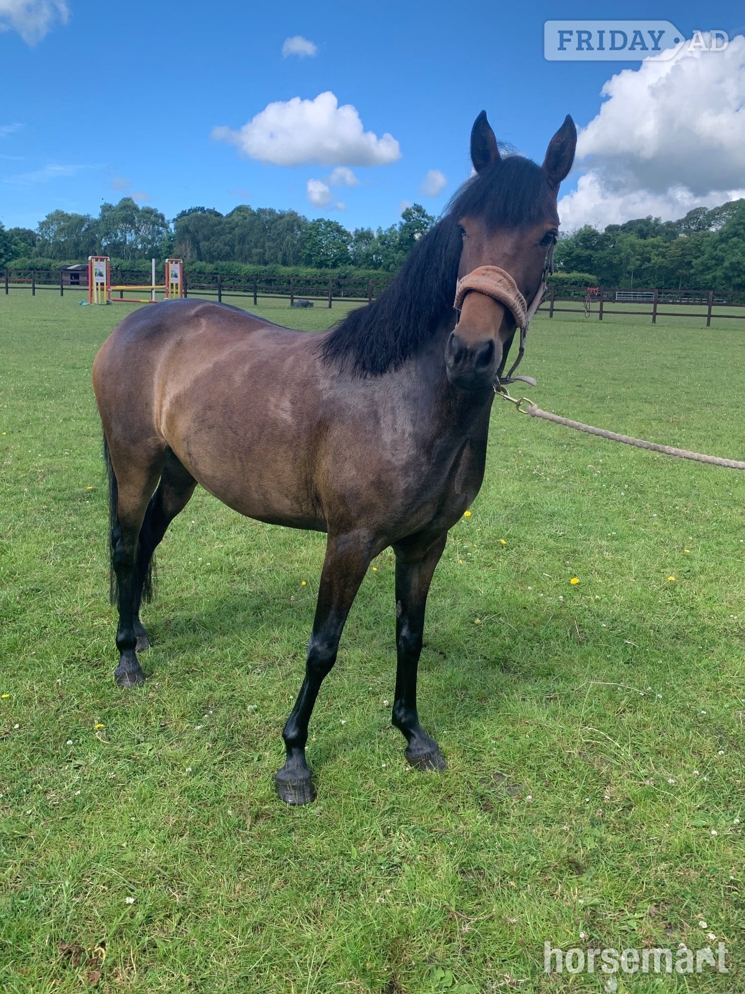 Durham "Elsa" Dark Bay Mare All Rounder