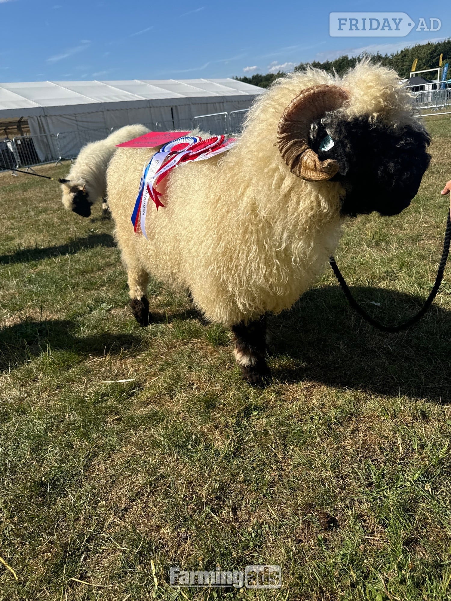 Valais Blacknose Ram in Tonbridge