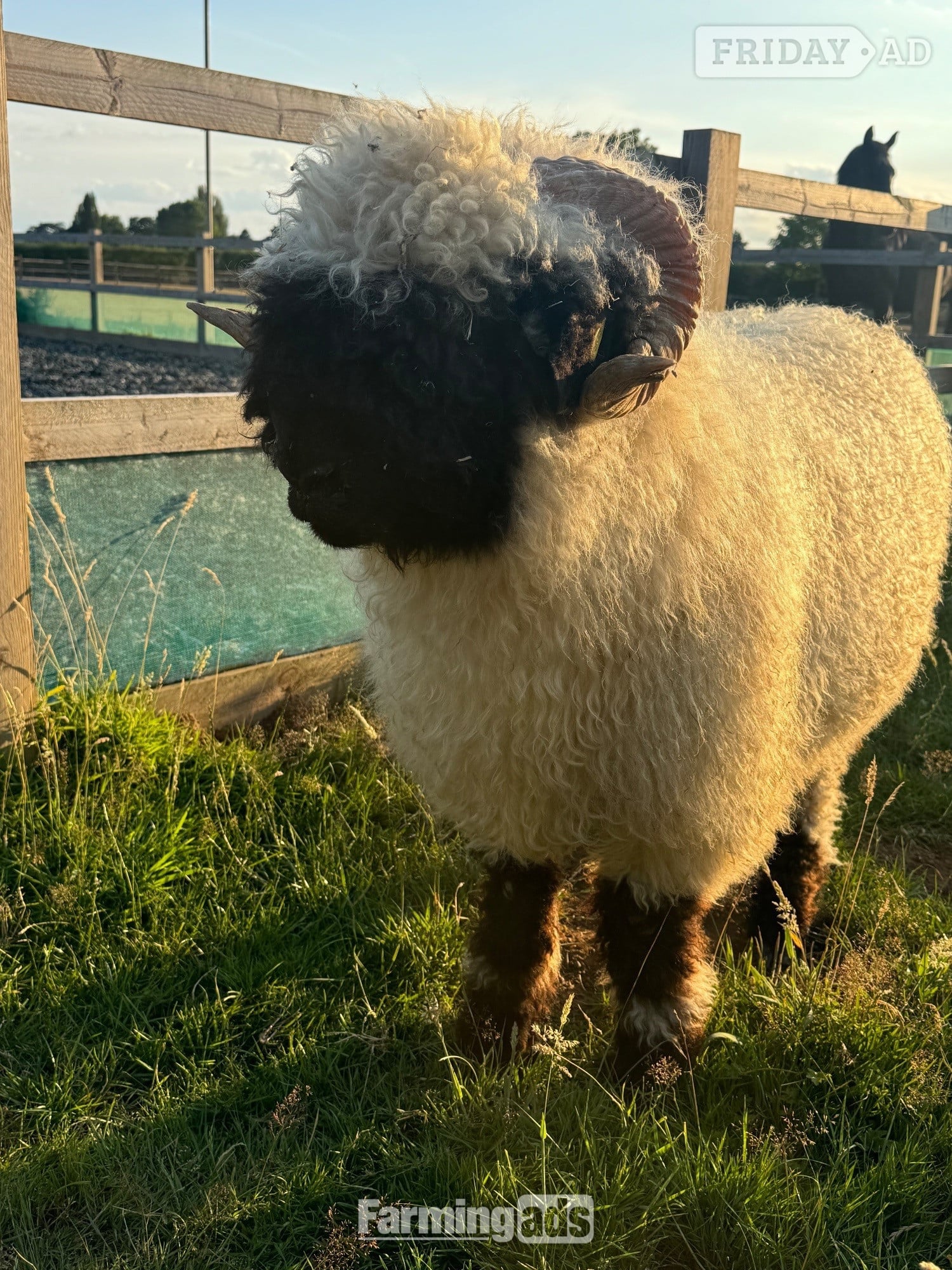 Valais Blacknose Ram