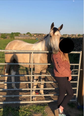 "Nexus Lucky for Some (Nuala)" Buckskin Filly Youngstock / Foal