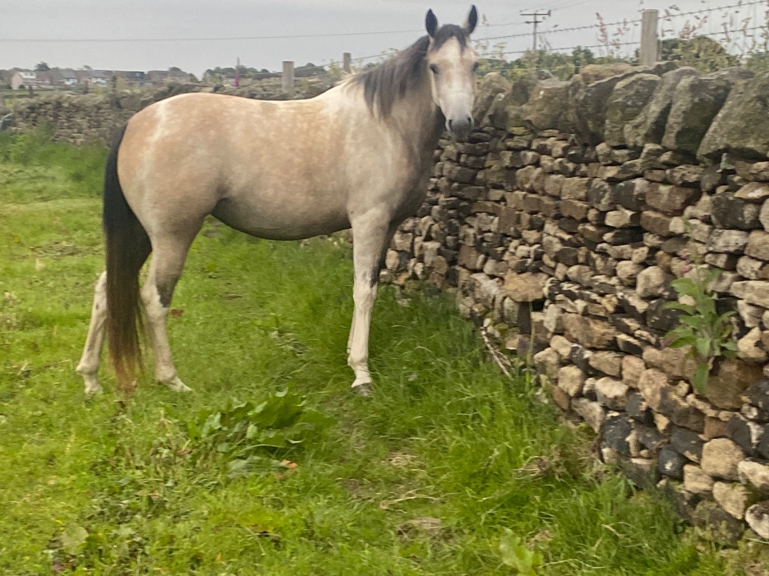 Sheffield "Nexus Lucky for Some (Nuala)" Buckskin Filly Youngstock / Foal
