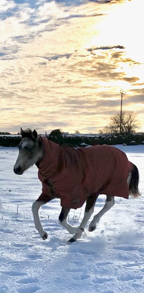 "Nexus Lucky for Some (Nuala)" Buckskin Filly Youngstock / Foal - Horses in Sheffield