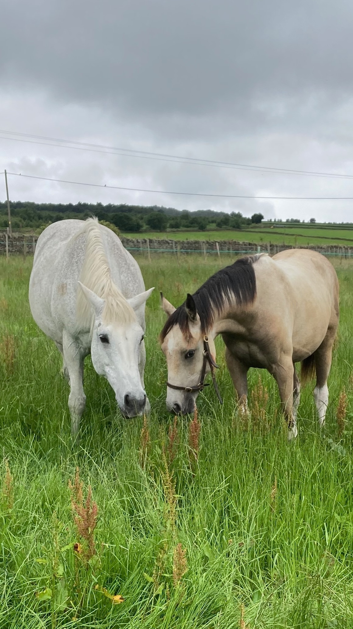 "Nexus Lucky for Some (Nuala)" Buckskin Filly Youngstock / Foal - Horses