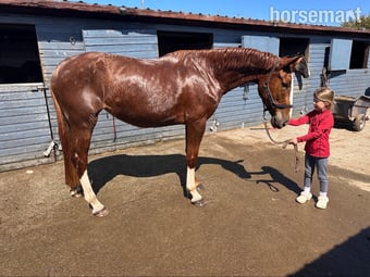 "Allegra" Chestnut Mare All Rounder