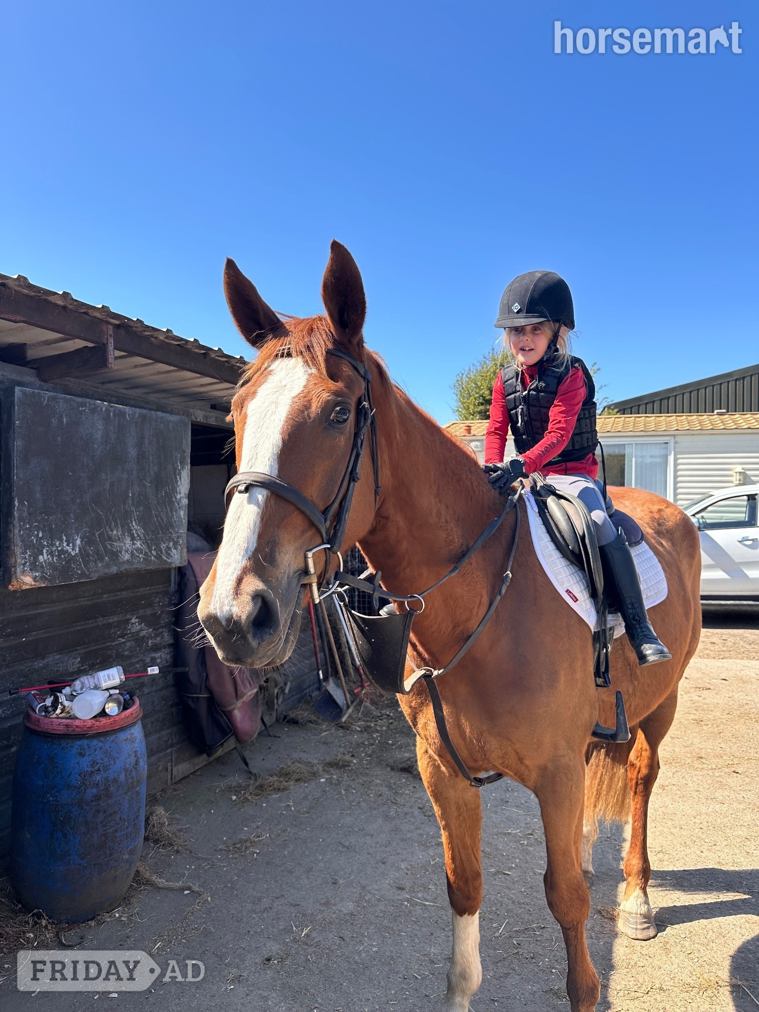 "Allegra" Chestnut Mare All Rounder