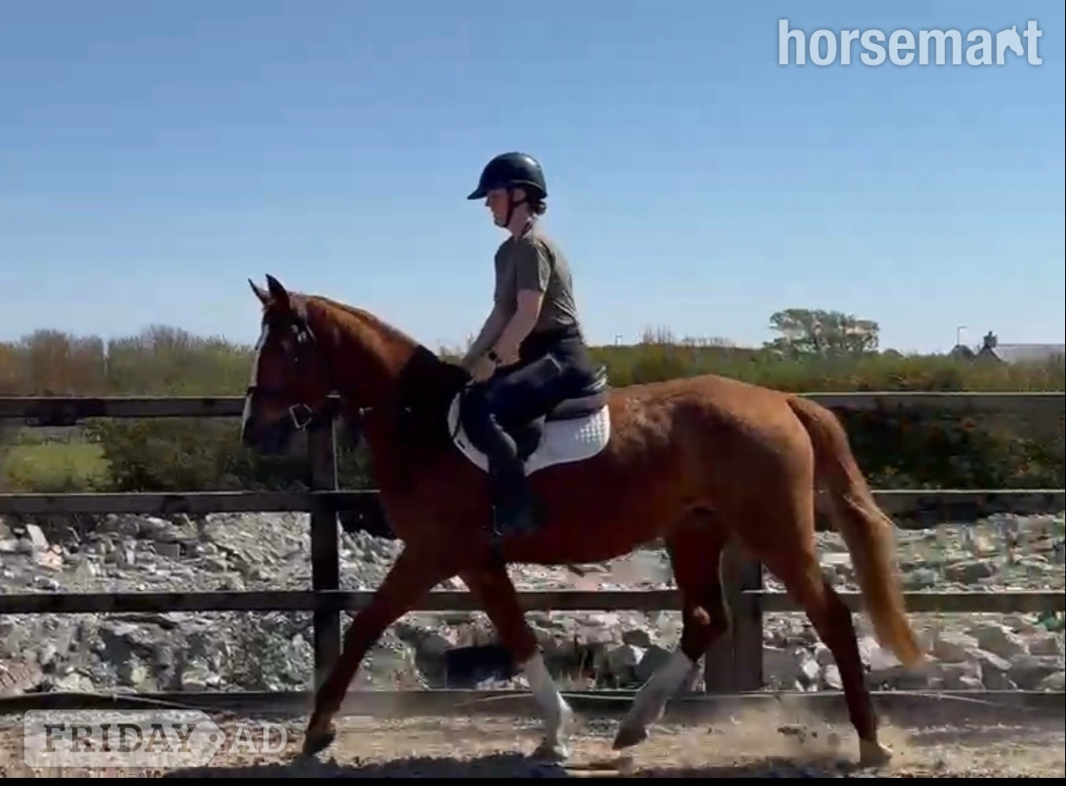 Trearddur Bay "Allegra" Chestnut Mare All Rounder