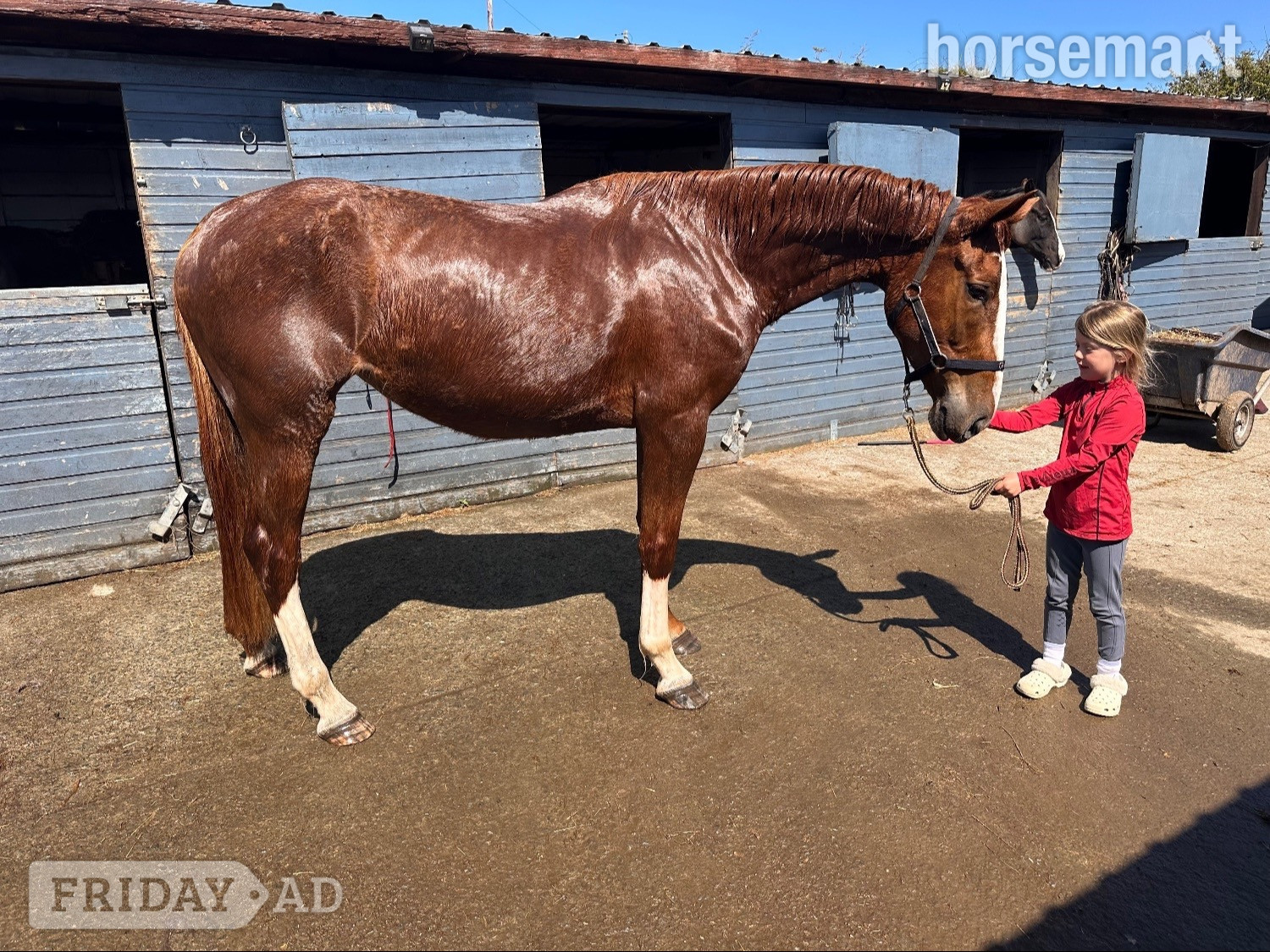 "Allegra" Chestnut Mare All Rounder in Trearddur Bay