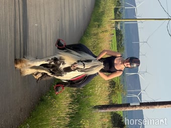 "Jack" Piebald Gelding Cob/Heavy Horse