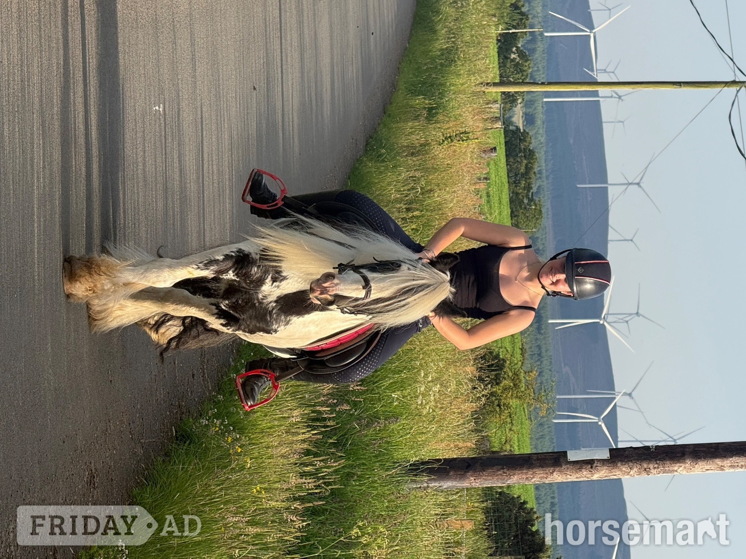 "Jack" Piebald Gelding Cob/Heavy Horse in Lesmahagow