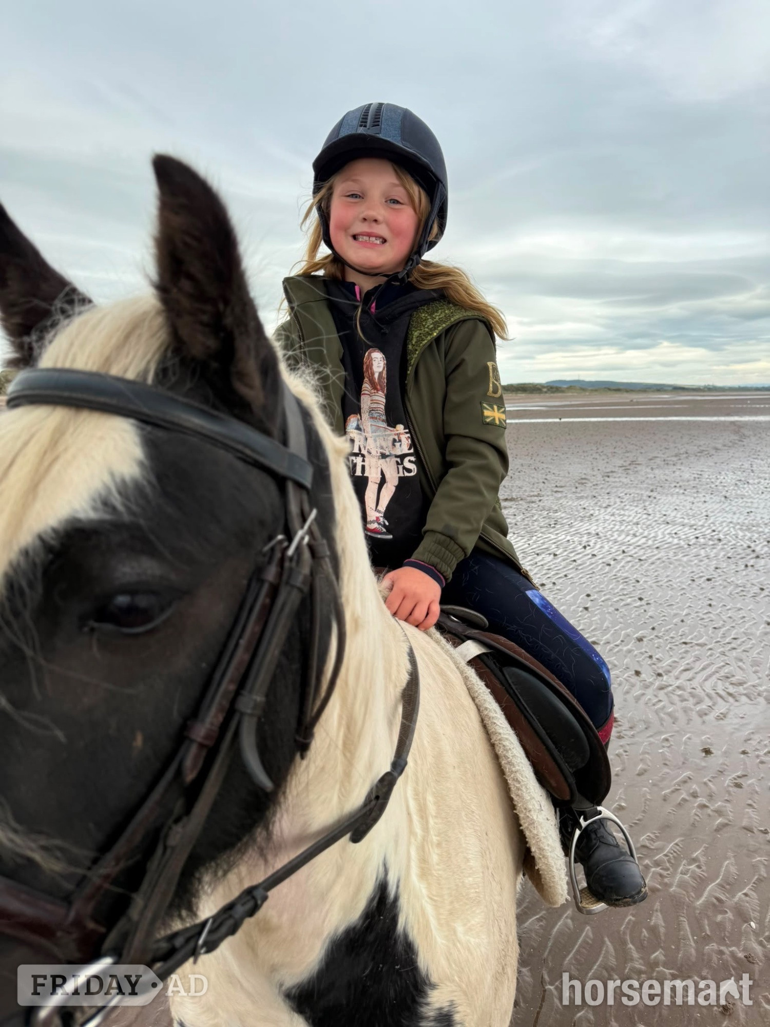 "Jack" Piebald Gelding Cob/Heavy Horse