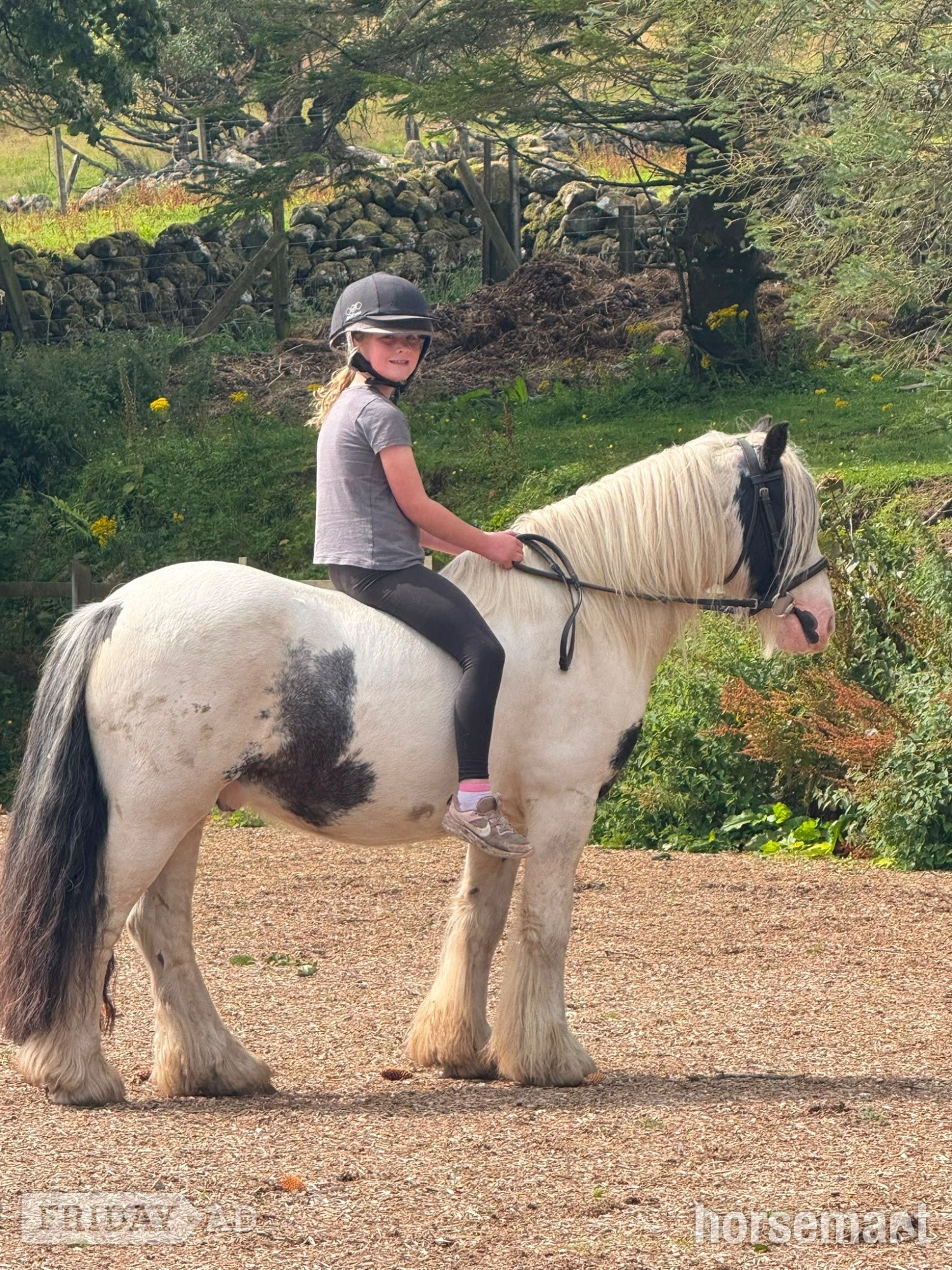 Lesmahagow "Jack" Piebald Gelding Cob/Heavy Horse