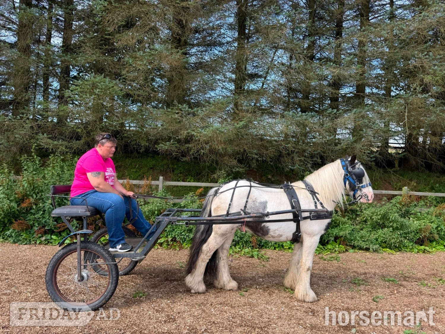 "Jack" Piebald Gelding Cob/Heavy Horse - Horses in Lesmahagow